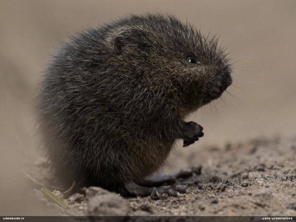 водяная полевка