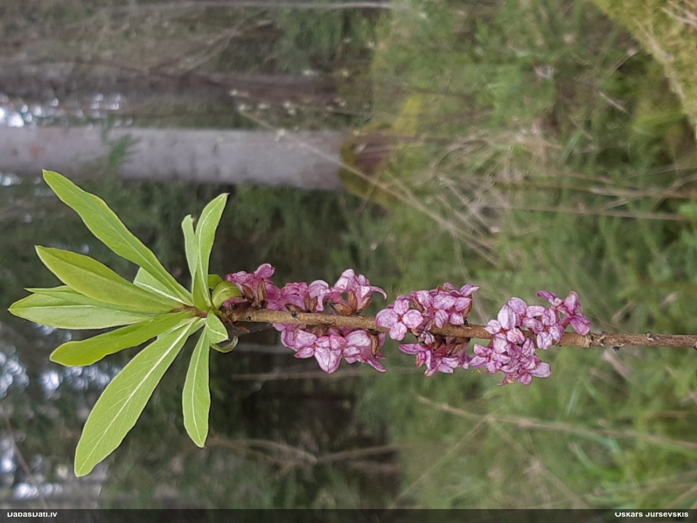 волчеягодник обыкновенный