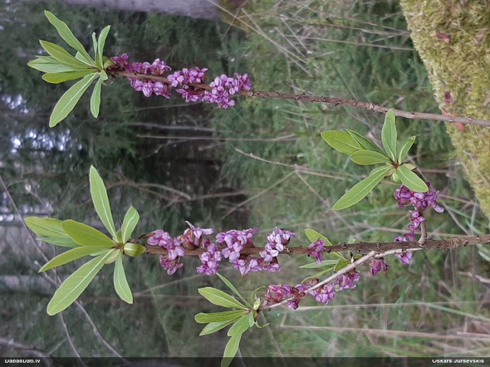 волчеягодник обыкновенный