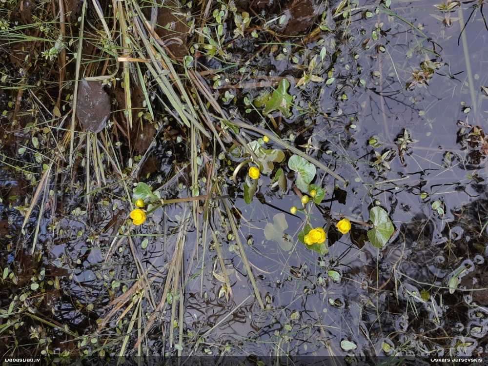 калужница болотная