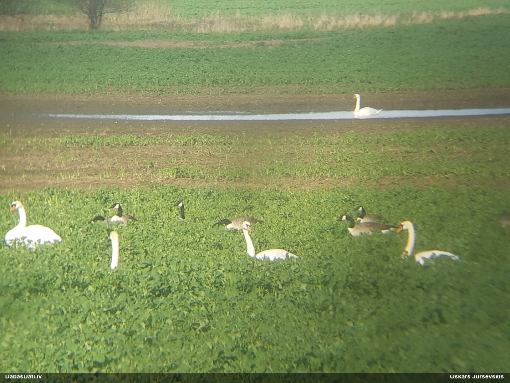 Канадская казарка