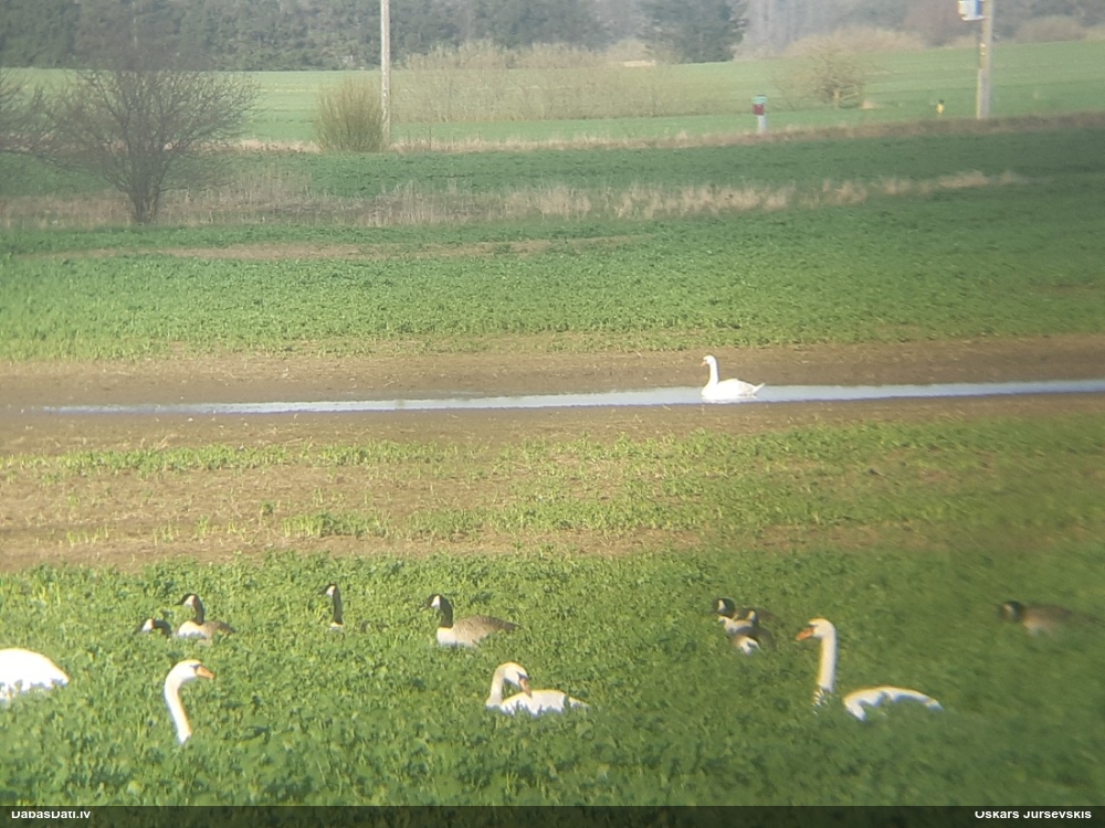 Канадская казарка