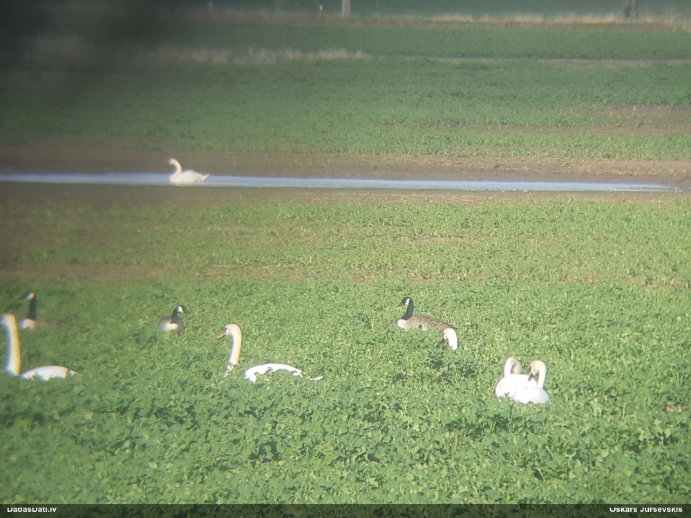 Канадская казарка