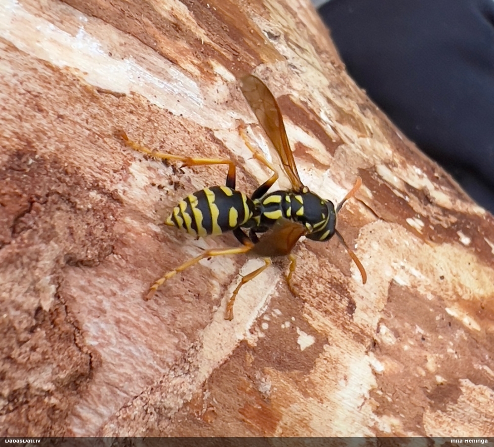 Papīrlapsene Polistes dominula