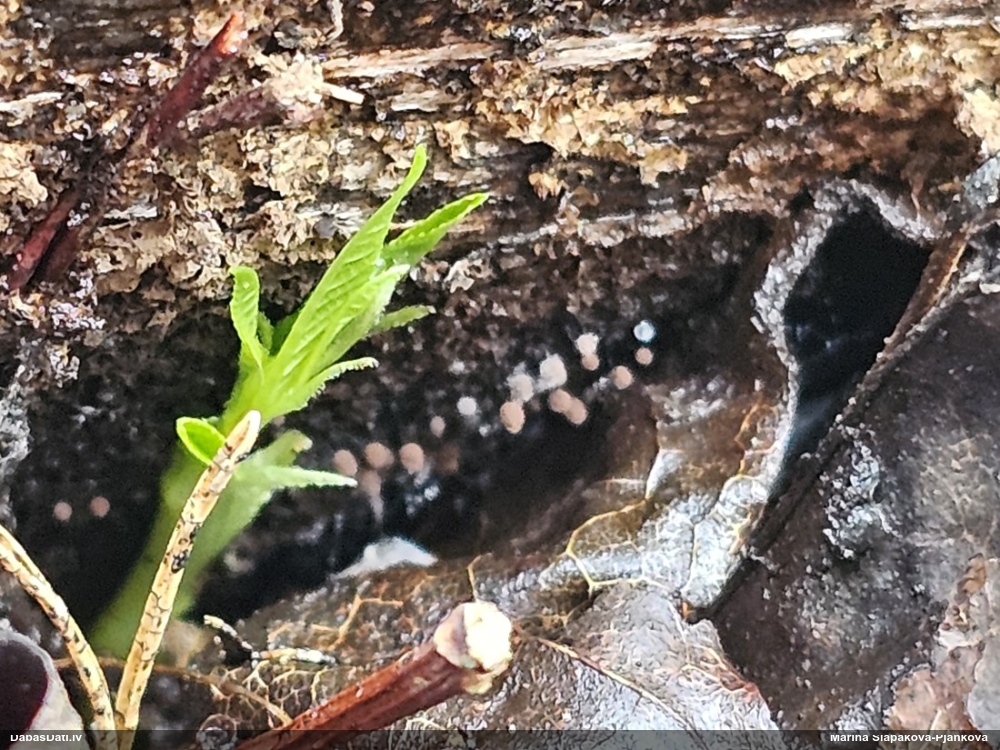 Komatrihija (nenoteikta)