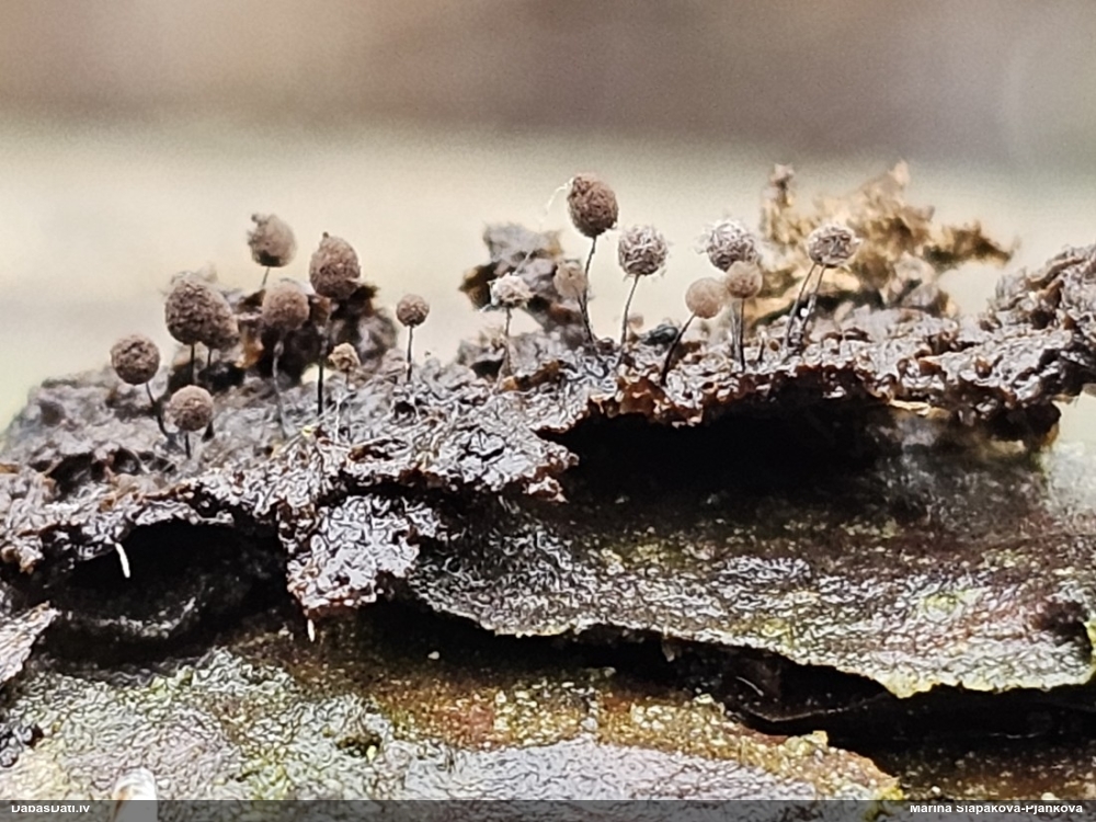 Komatrihija (nenoteikta)