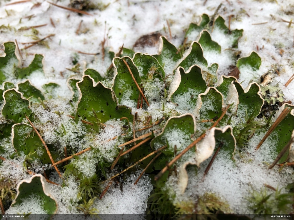 Kārpainā peltīgera