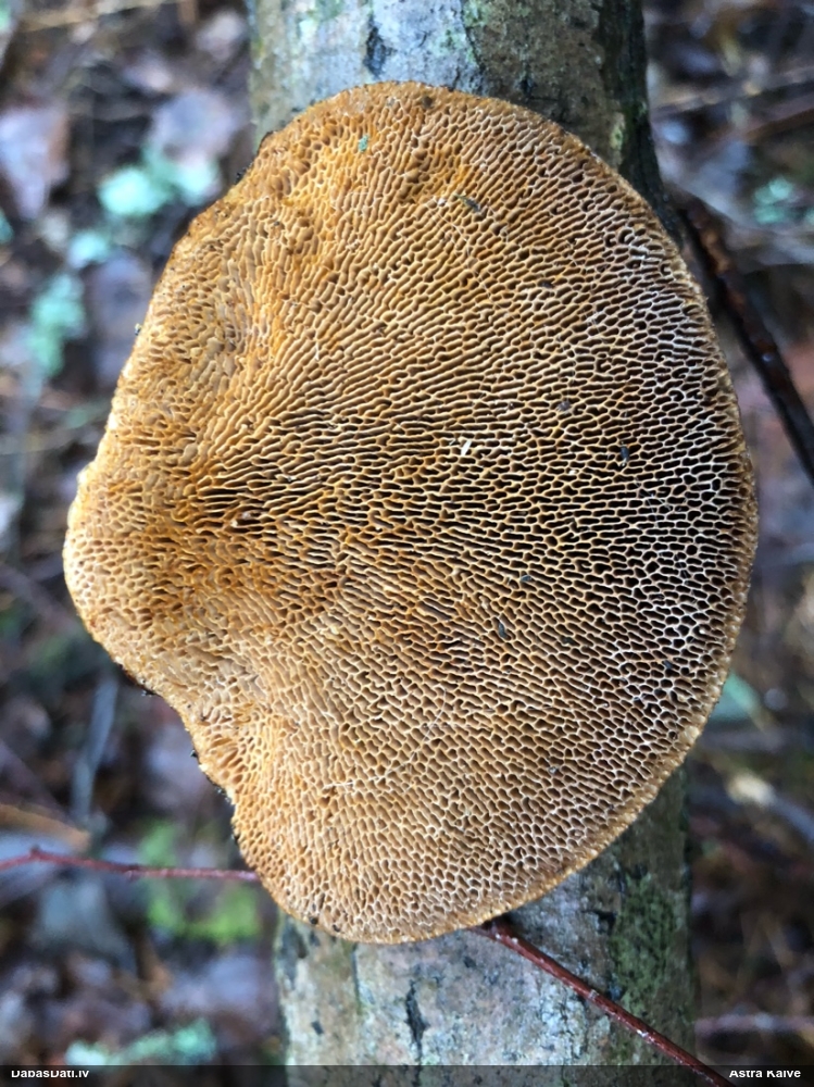 Parastā labirintpiepe