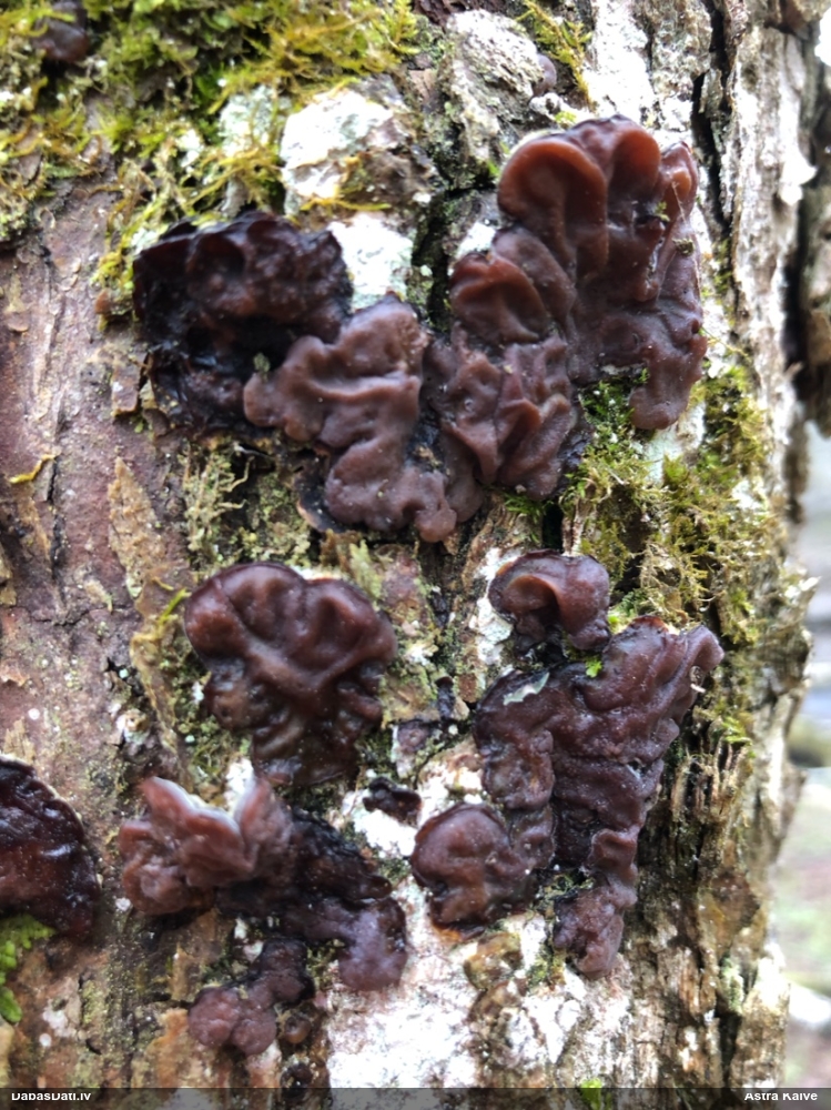 пленчатая аурикулярия