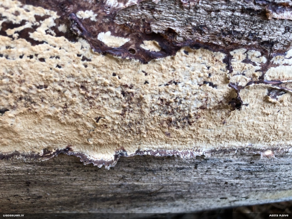 Centrbēdzes flēbija