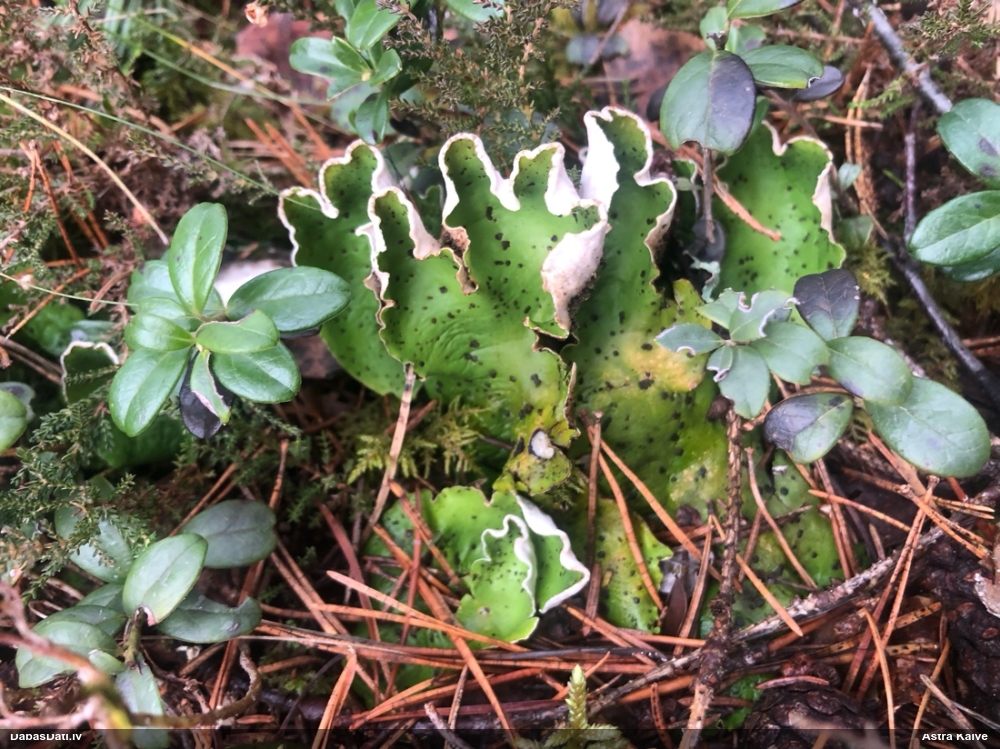 Kārpainā peltīgera