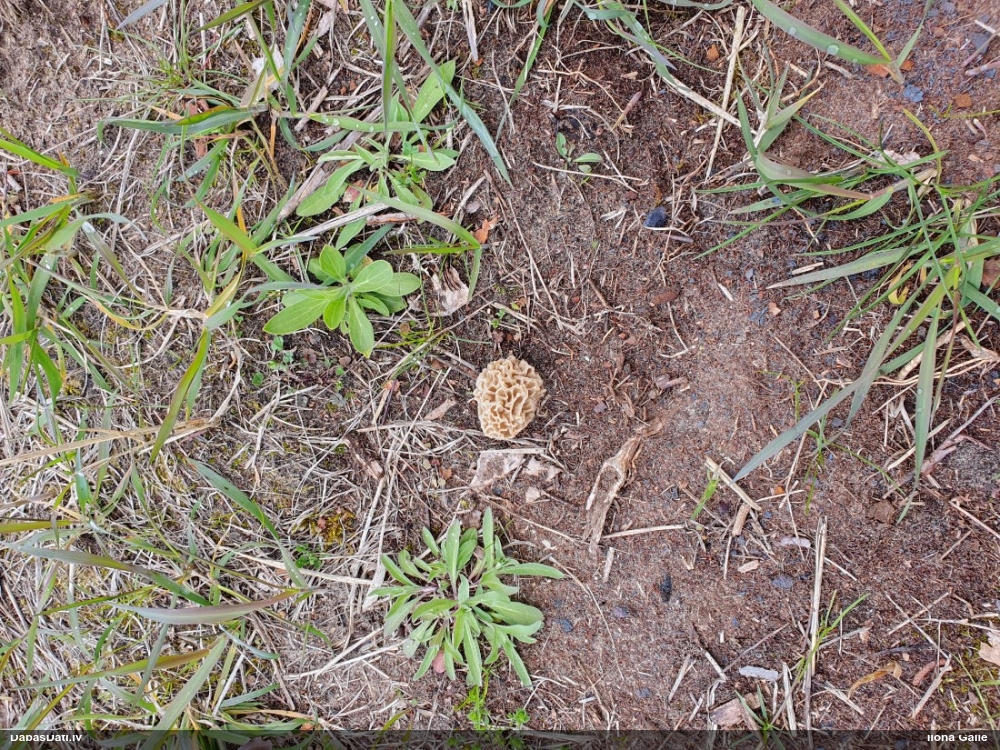 настоящий сморчок