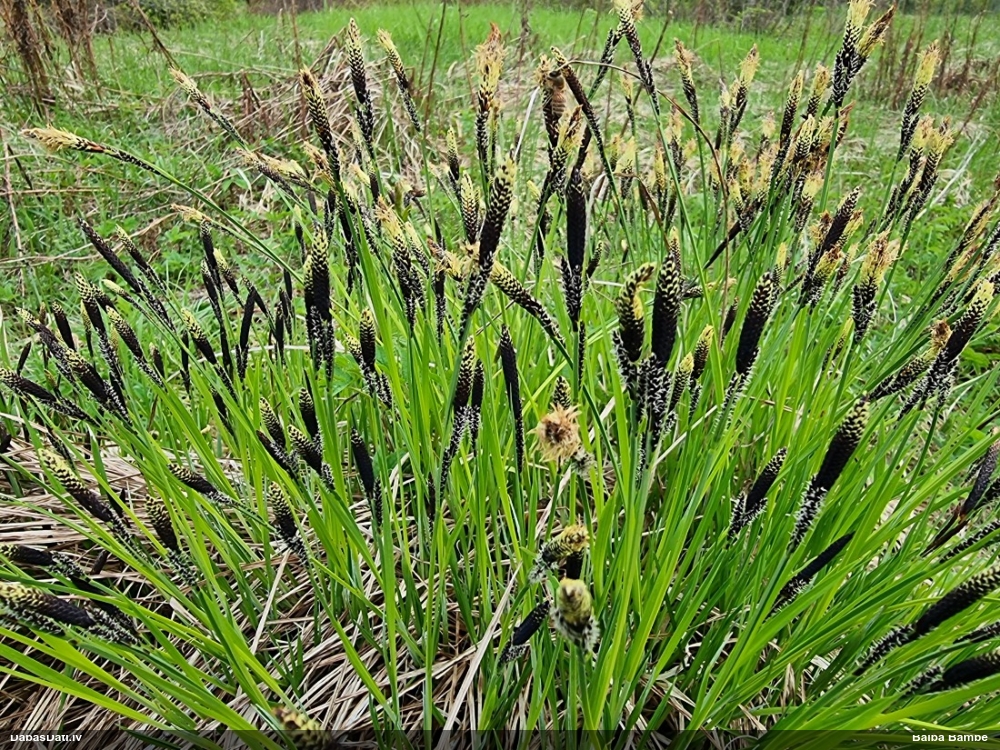 осока дернистая