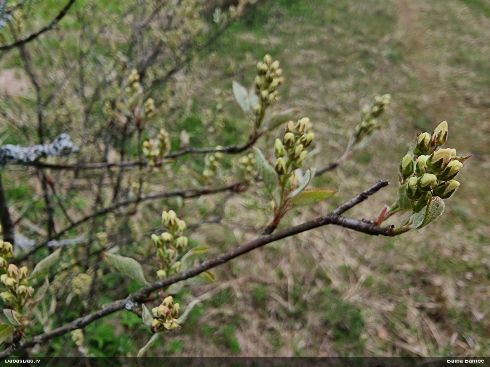 ирга колосистая