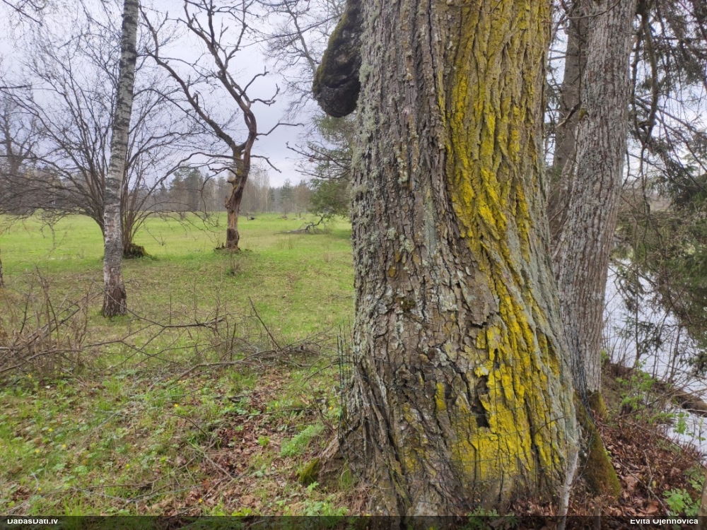 Ķērpis Chrysothrix candelaris