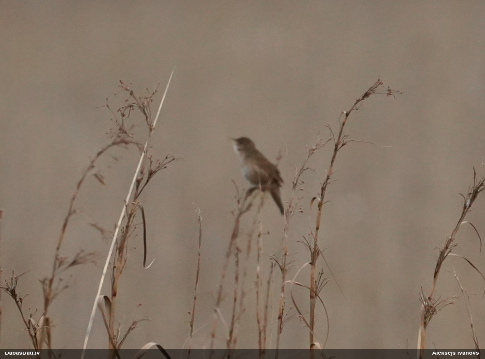 соловьиный сверчок