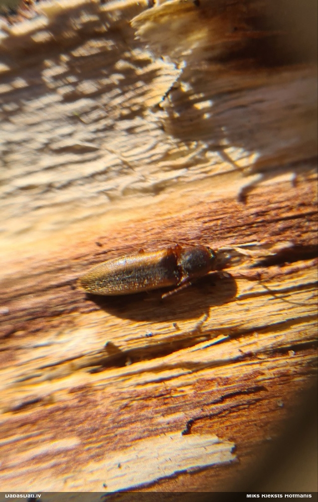 Sprakšķis Dalopius marginatus