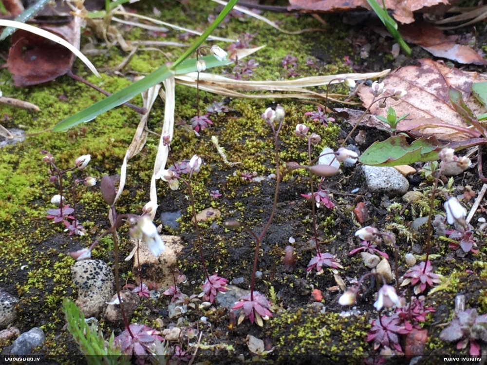 веснянка весенняя