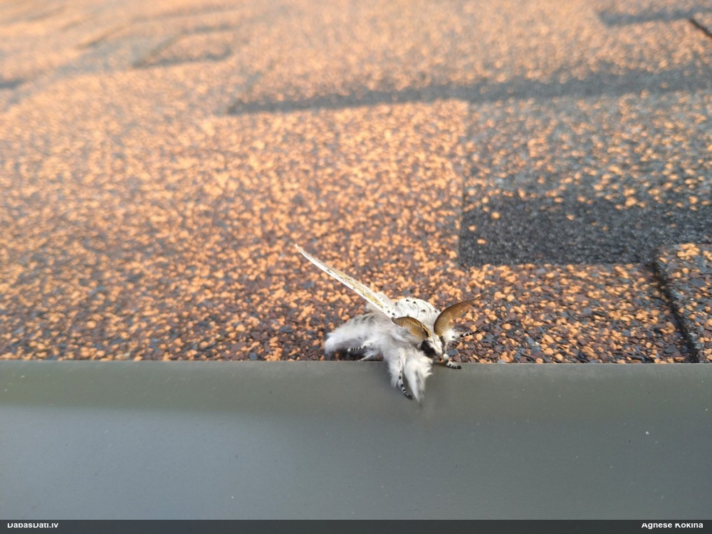 Гарпия большая