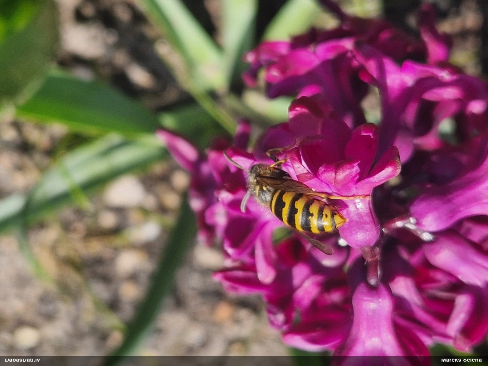 Lapsene (nenoteikta)