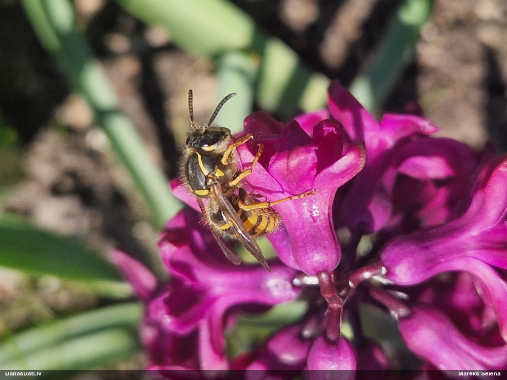 Lapsene (nenoteikta)