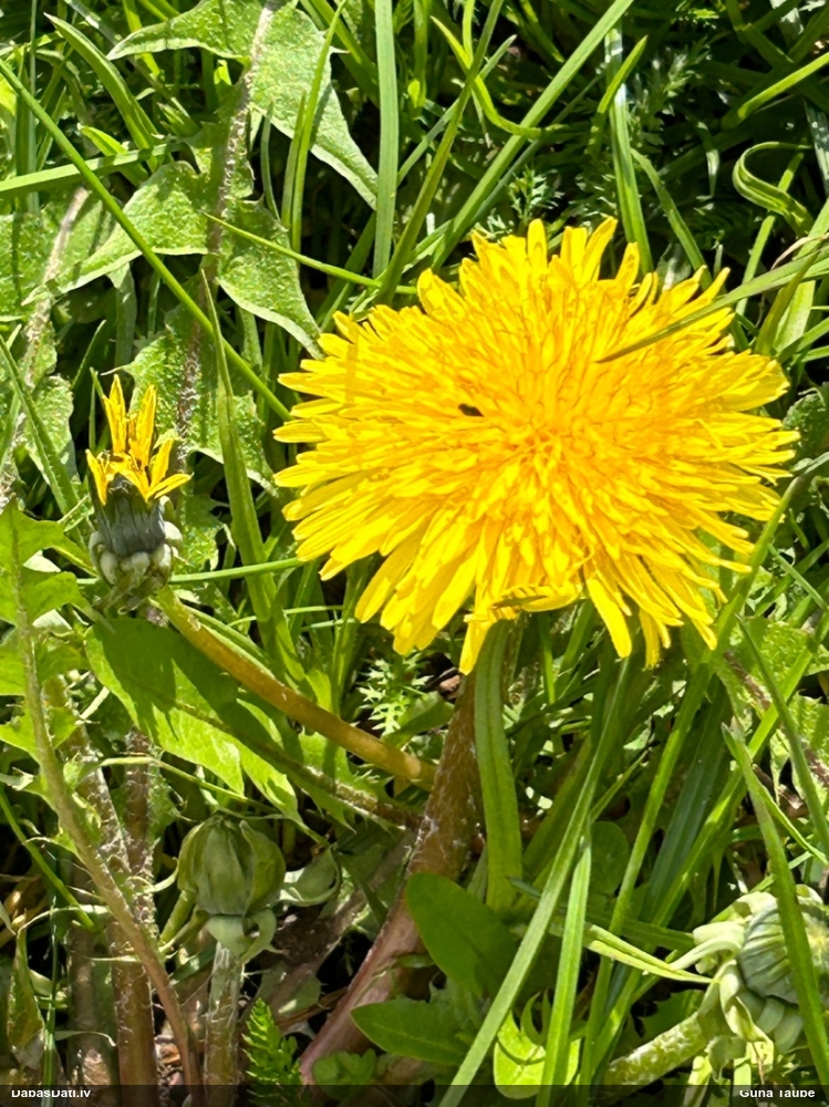 Dziedniecības pienene