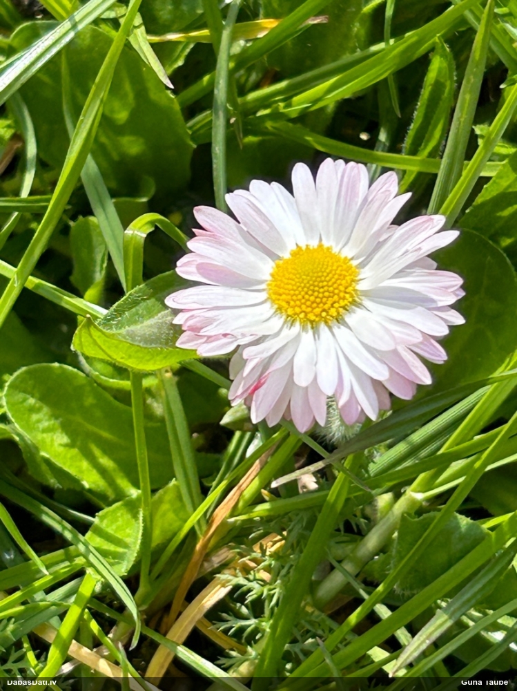 маргаритка многолетняя