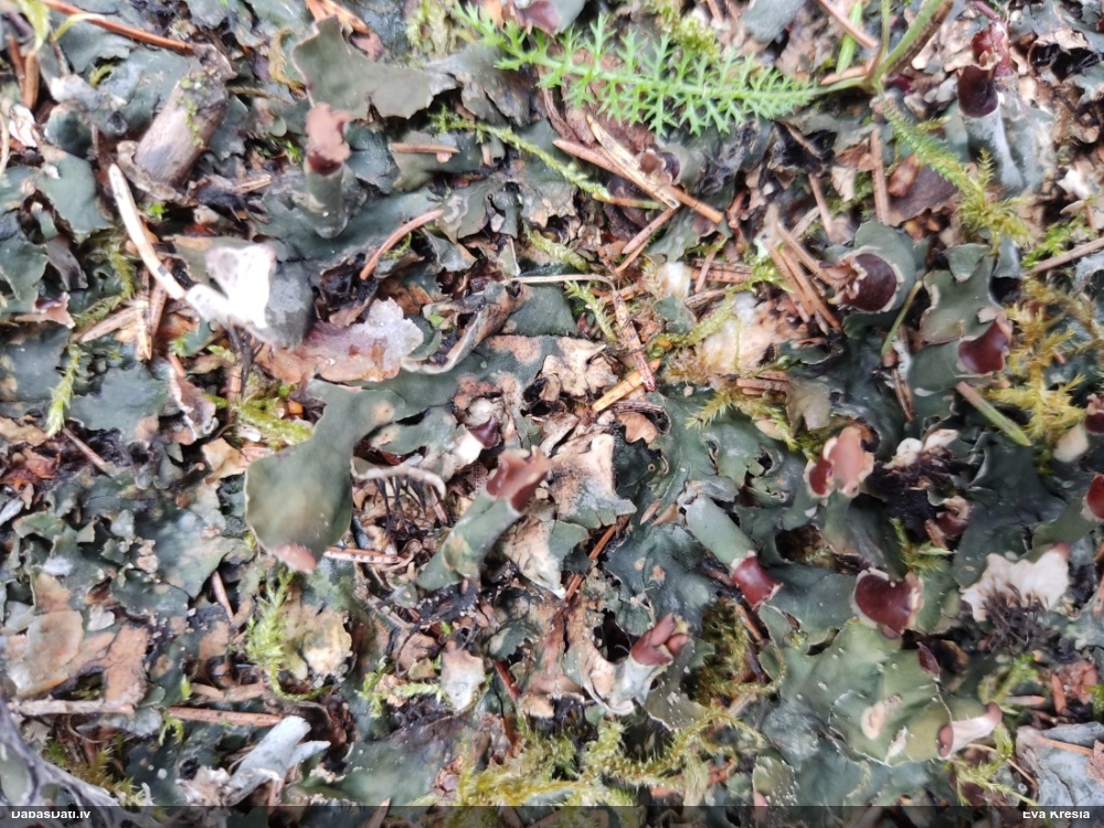 Ķērpis (nenosakāms)