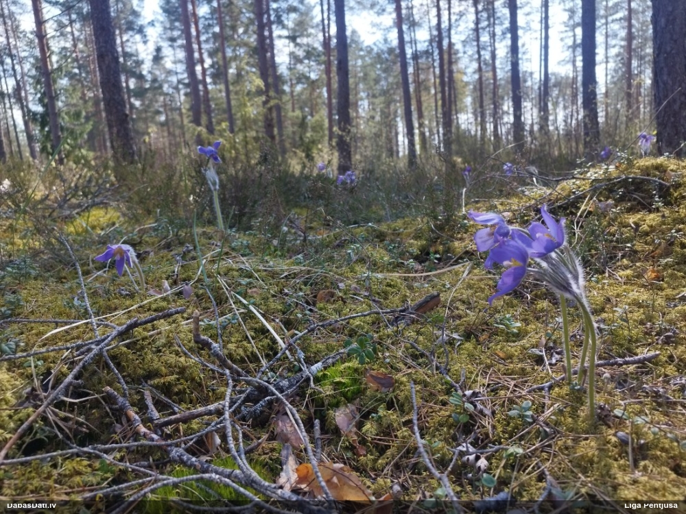 прострел раскрытый