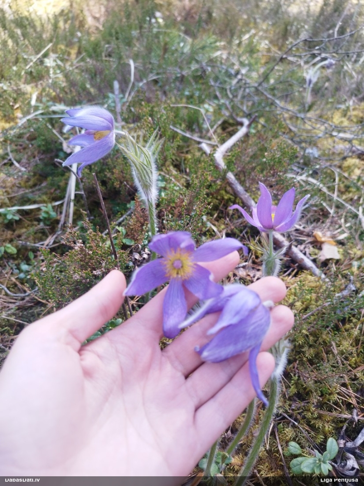 прострел раскрытый