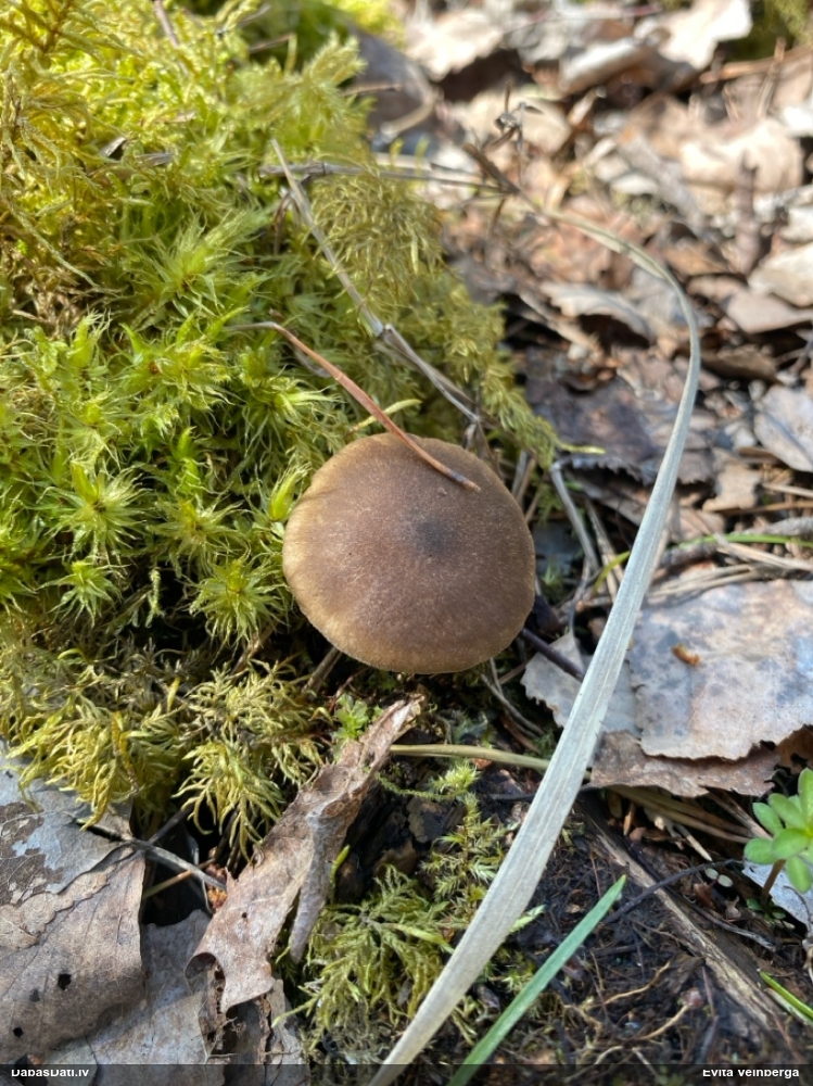 Skropstainā kātiņpiepe