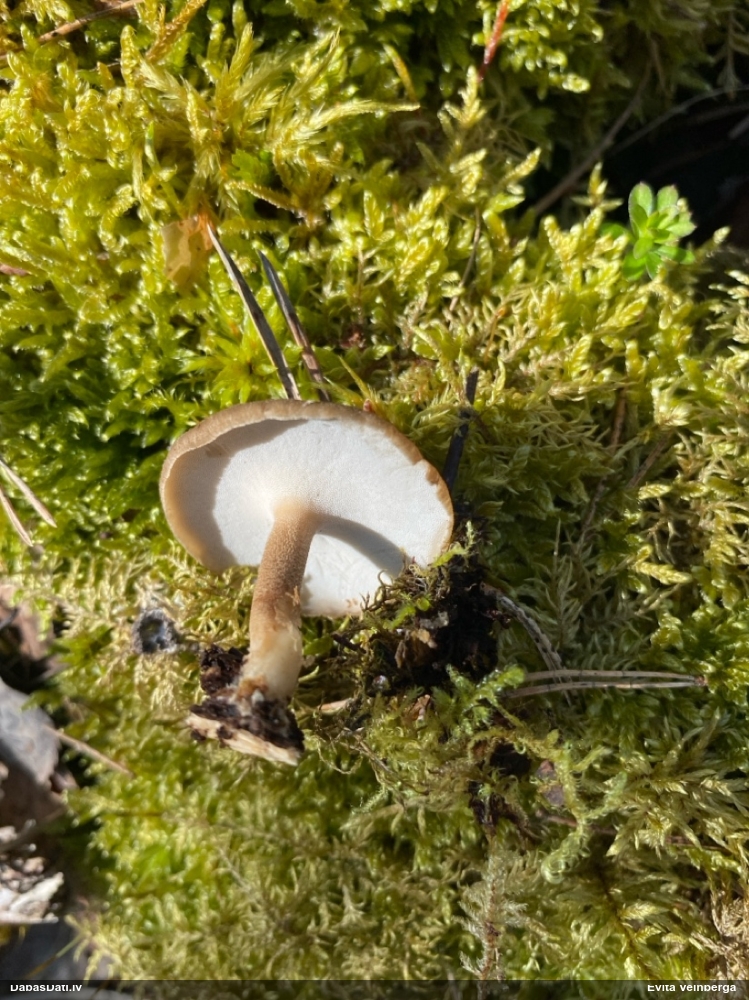 Skropstainā kātiņpiepe