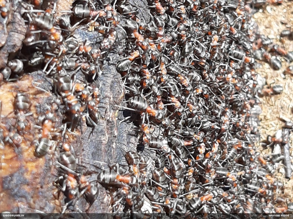 Rūsganā meža skudra