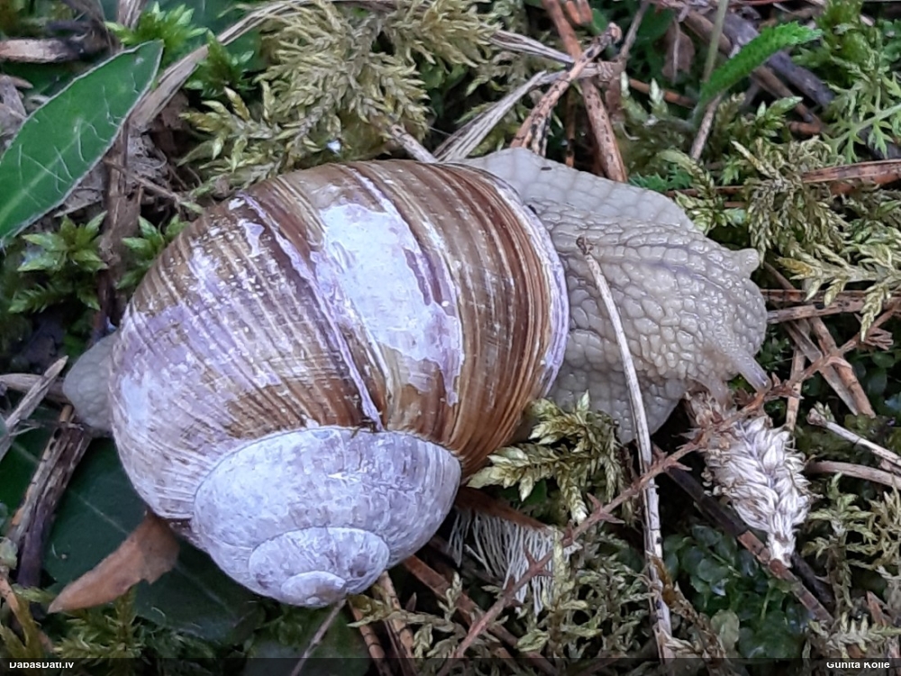 Parka vīngliemezis (īstais vīngliemezis)