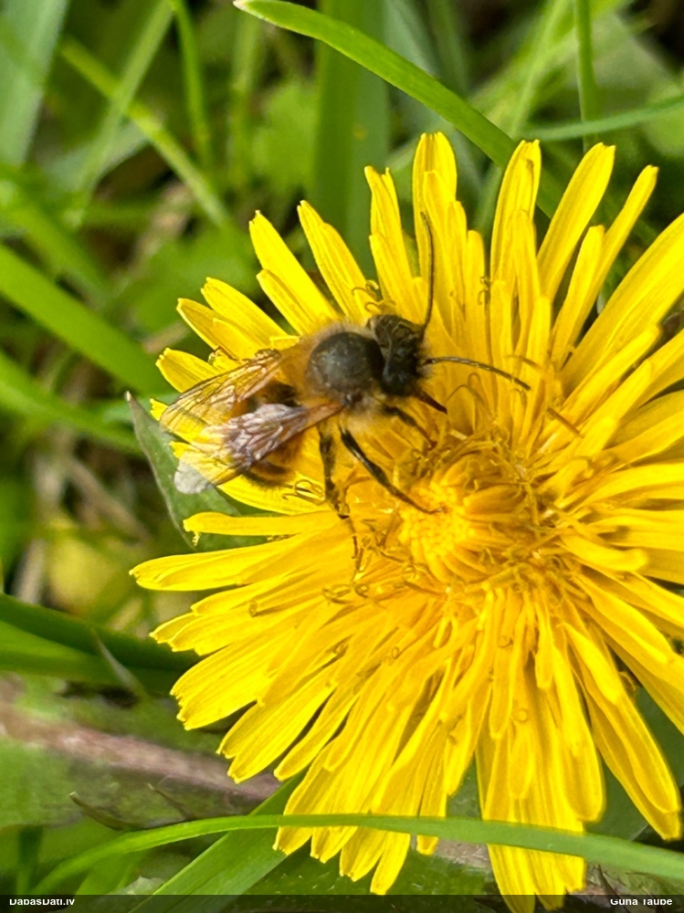 Griezējbite Osmia bicornis