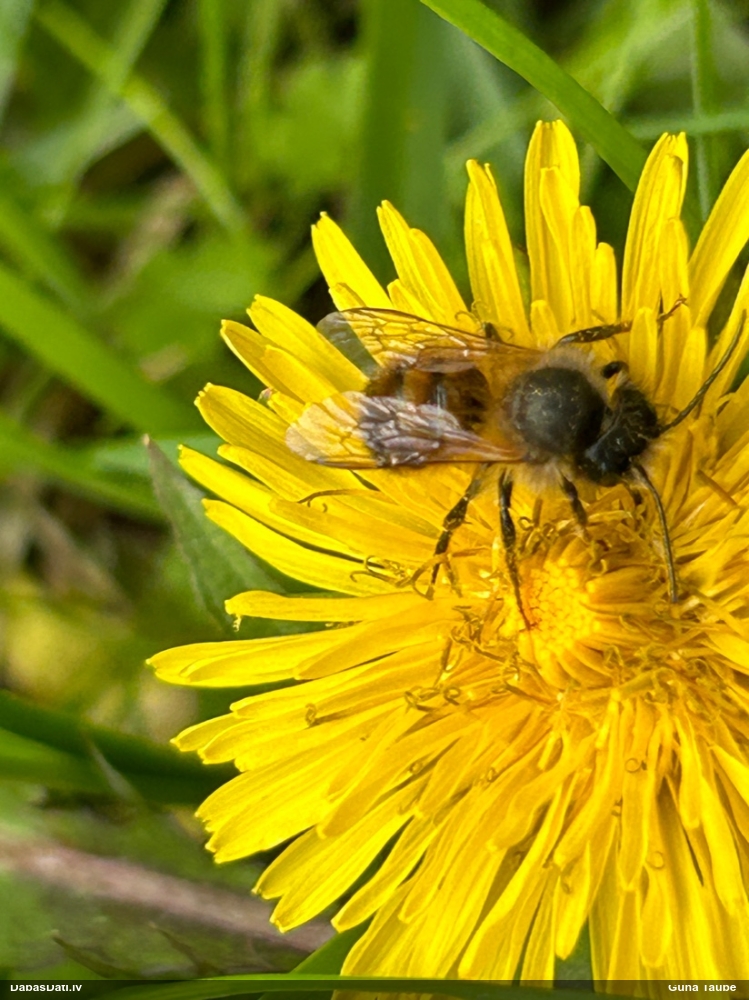 Griezējbite Osmia bicornis