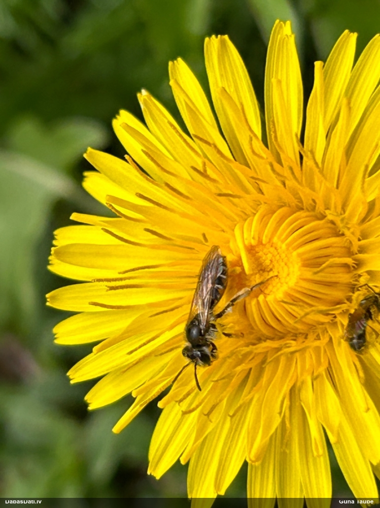 Smilšbite Andrena ventralis