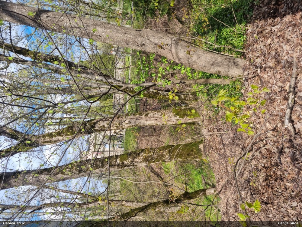 большая синица