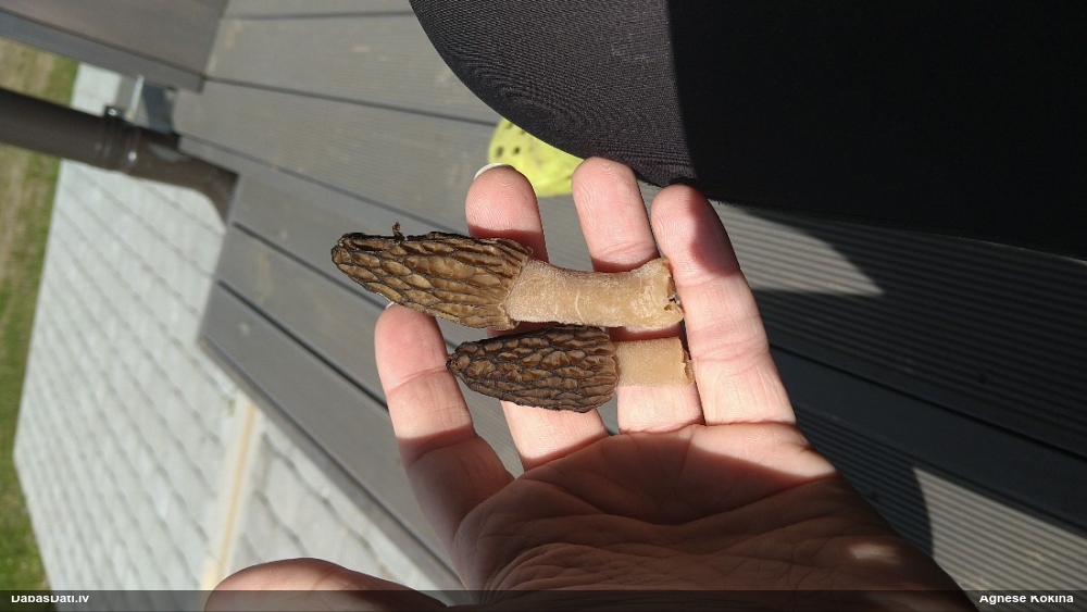 Lāčpurns (nenoteikts)