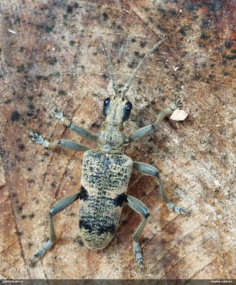 Lapkoku ligzdu koksngrauzis