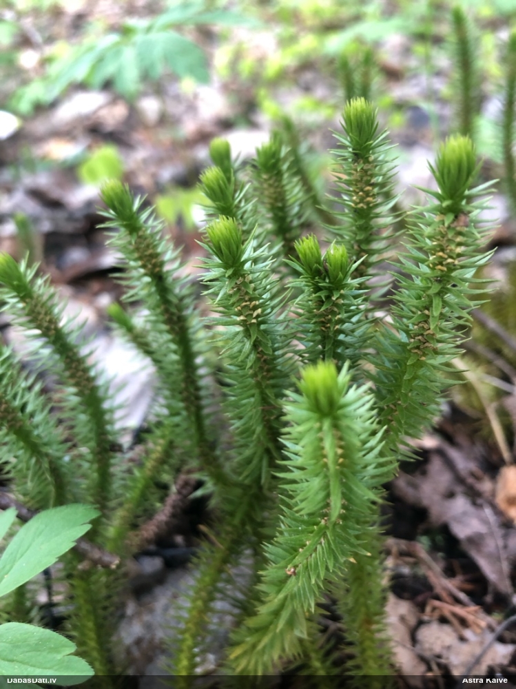 баранец обыкновенный