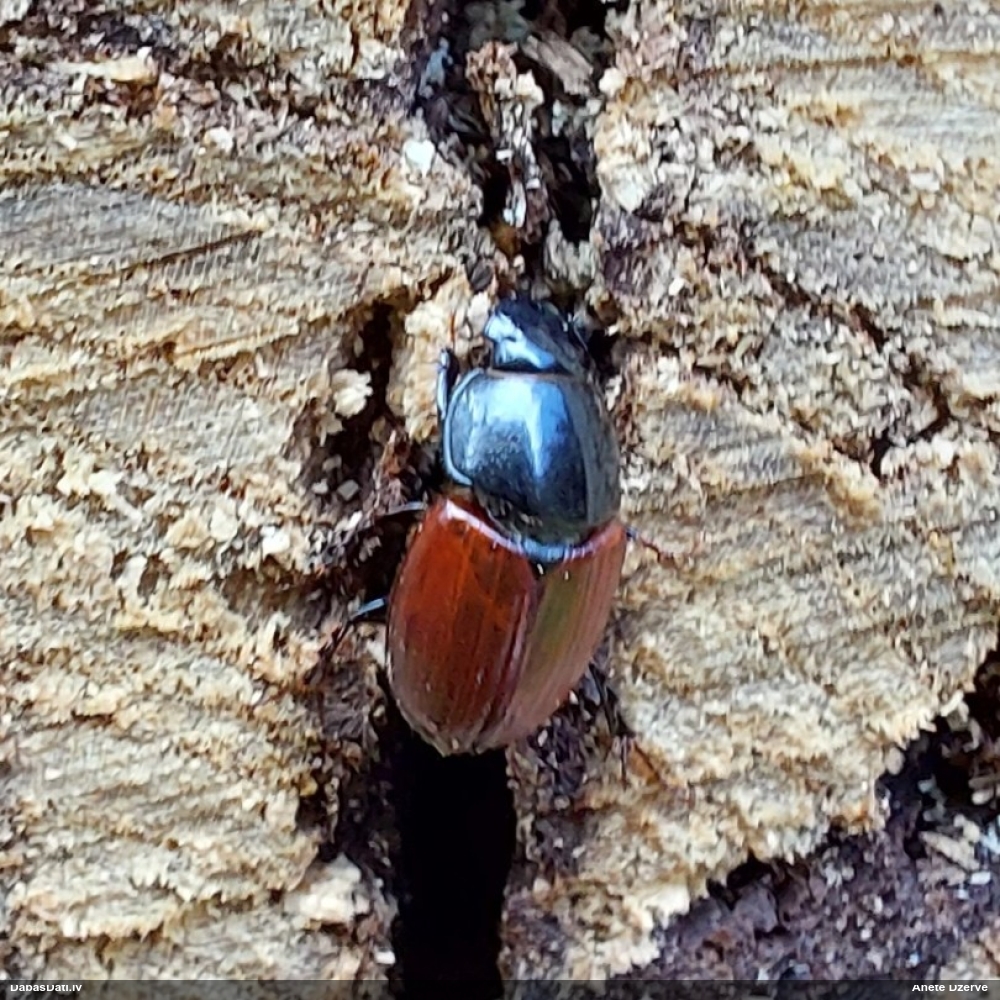 Mēslu vabole Aphodius sp.