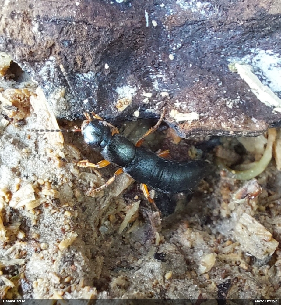 Īsspārnis Ocypus brunnipes