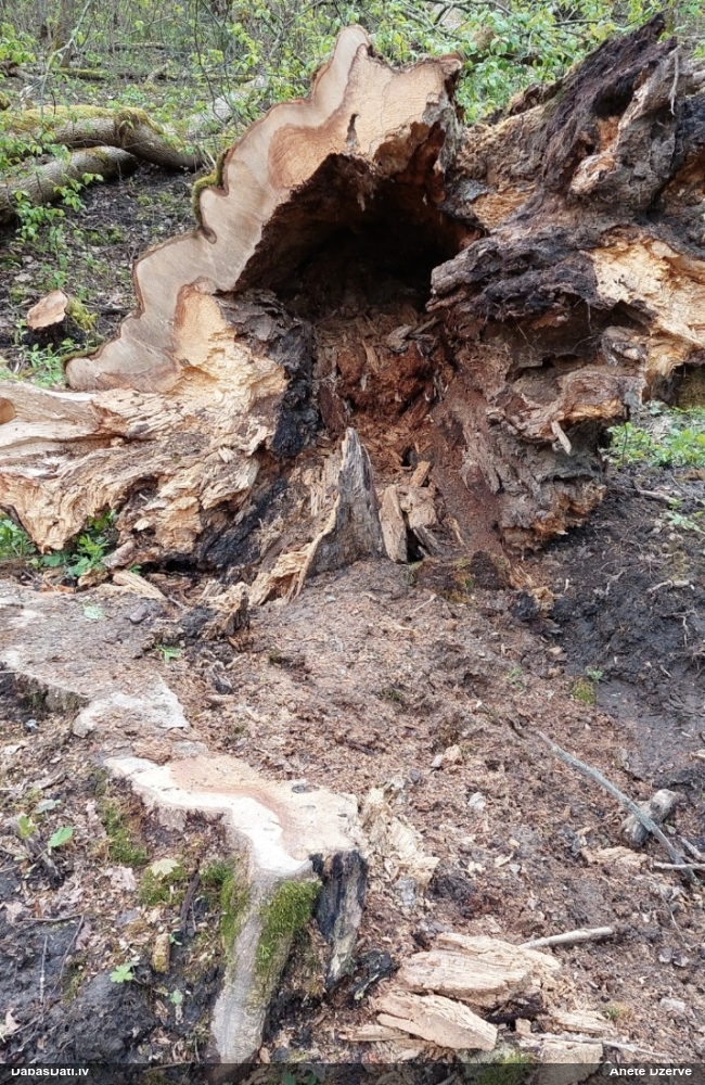 Īsspārnis Ocypus brunnipes