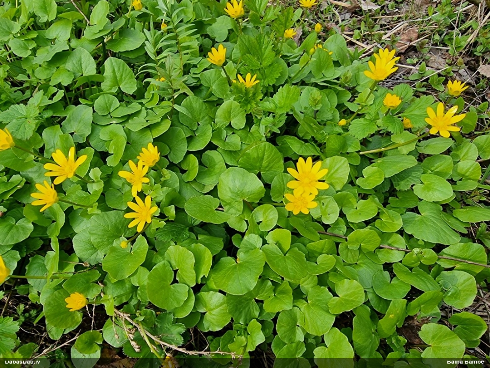 чистяк весенний