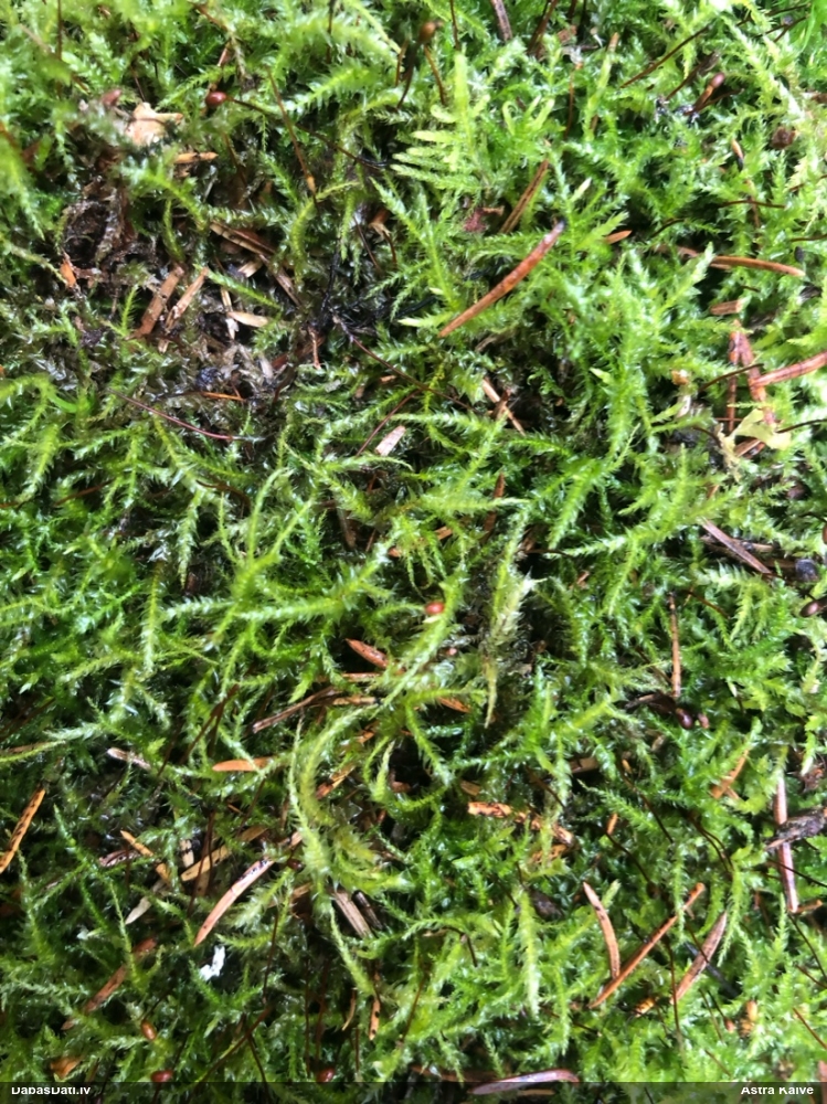 Parastais vāverhipns