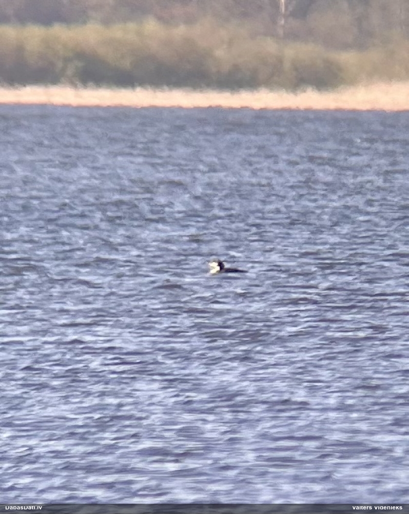 чернозобая гагара