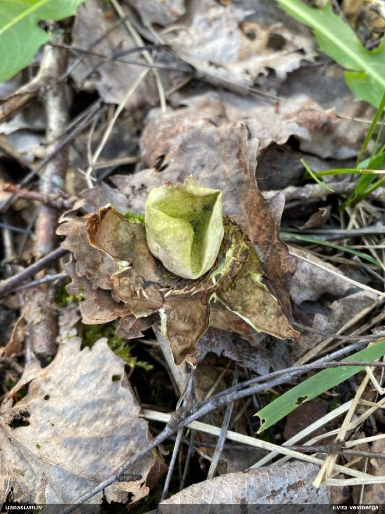 Zemeszvaigzne (nenoteikta)