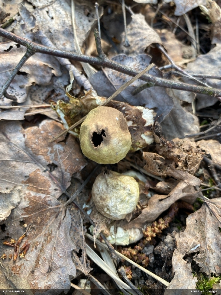 Zemeszvaigzne (nenoteikta)