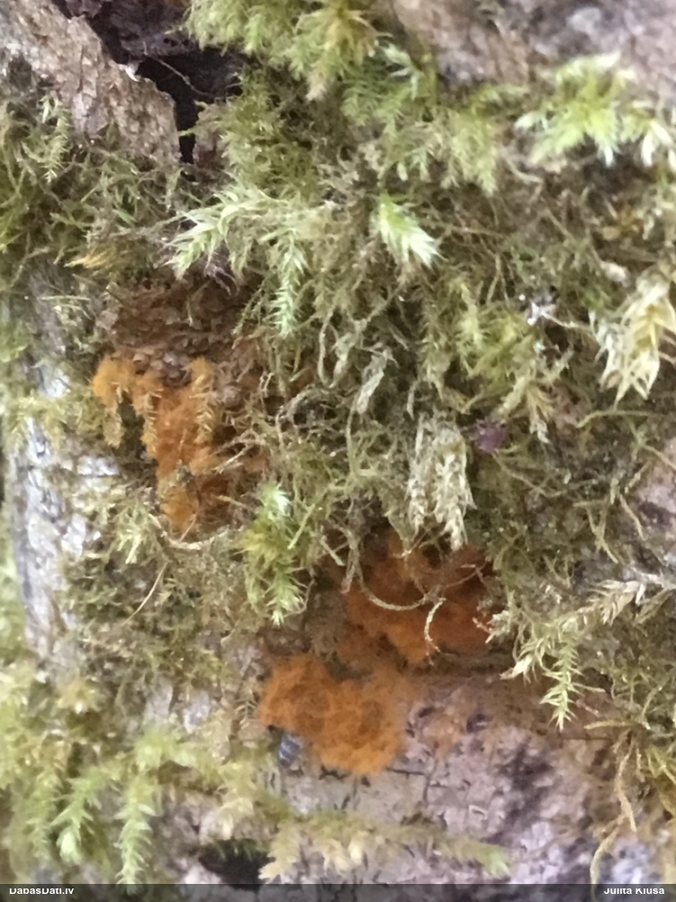 Trihija, hemitrihija (nenoteikta)